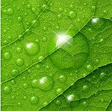 Vector water drops on green leaf macro background.  Na meble Naklejka