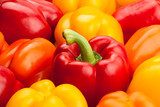 bell peppers  Obrazy do Kuchni  Obraz
