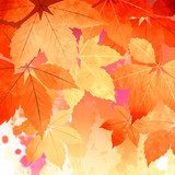 Autumn Vector Watercolor Fall Leaves  Na drzwi Naklejka