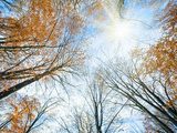 Autumn sky with sunshine and tree tops  Na sufit Naklejka
