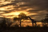 african giraffe walking in sunset  Afryka Fototapeta