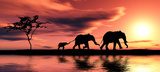 Family of elephants.  Afryka Fototapeta