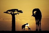Giraffe at sunset  Afryka Fototapeta