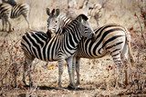 Two Zebras standing side by side  Afryka Fototapeta