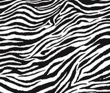 Monochromatyczna zebra Afryka Fototapeta