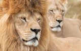 Vigilant lion and lioness  Afryka Fototapeta