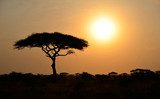 Rising Sun shinning with single Acacia tree in Africa  Afryka Fototapeta