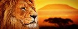 Lion portrait on savanna. Mount Kilimanjaro at sunset. Safari  Afryka Fototapeta