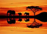 Elephant silhouette at sunset  Afryka Fototapeta