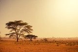 African landscapes  Afryka Fototapeta