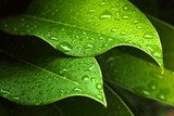 Green leaf  Obrazy do Salonu Obraz