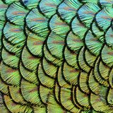 peacock background  Obrazy do Salonu Obraz