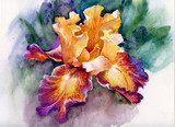 Yellow iris  Obrazy do Sypialni Obraz