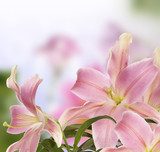 Lily.Flower card  Obrazy do Sypialni Obraz
