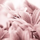 Beautiful daisy flowers closeup  Obrazy do Sypialni Obraz