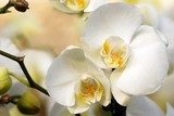 White orchid  Obrazy do Sypialni Obraz