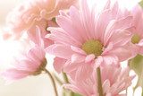 Soft tone floral bouquet  Obrazy do Sypialni Obraz
