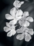 white oleander  Obrazy do Sypialni Obraz