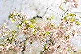Close-up of sakura flower petals.  Obrazy do Sypialni Obraz