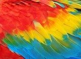 Parrot feathers, red and blue exotic texture  Obrazy do Sypialni Obraz