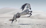 Picture presenting the galloping white horse  Obrazy do Sypialni Obraz