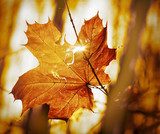 dry autumn leaf  Obrazy do Sypialni Obraz