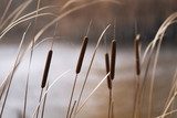 Reeds in Autumn  Obrazy do Sypialni Obraz
