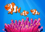 Clownfishes under the sea  Obrazy do Pokoju Dziecka Obraz