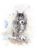 Watercolor Image Of  Owl  Olejne Obraz