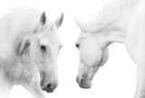 white horses  Zwierzęta Obraz
