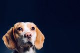 Portrait of a dog. Beagle. studio shot on dark background  Zwierzęta Obraz