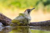 European Green Woodpecker  Zwierzęta Obraz