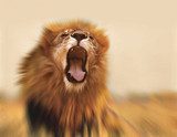 Lion  Zwierzęta Obraz