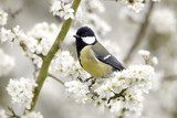 Great tit, Parus major, single bird on blossom  Zwierzęta Obraz