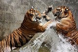 Tiger Battle  Zwierzęta Obraz