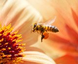 Honeybee  Zwierzęta Obraz
