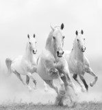 white horses in dust  Zwierzęta Obraz
