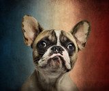 Close-up of a French Bulldog, on a vintage colored background  Zwierzęta Obraz