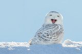 Snowy Owl - Yawning / Smiling in Snow  Zwierzęta Obraz