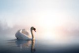 Art Swan floating on the water at sunrise of the day  Zwierzęta Obraz
