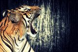 Tiger against grunge wall  Zwierzęta Obraz