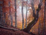 Autumn beautiful forest  Krajobraz Fototapeta
