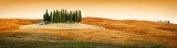 Tuscany landscape - cypress grove  Krajobraz Fototapeta