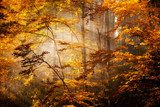Beautiful autumn woods landscape  Krajobraz Fototapeta