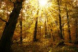 Jesienna leśna zaduma Krajobraz Fototapeta
