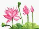 Watercolor painting of pink lotus flower  Orientalne Fototapeta