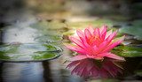 Pink lotus  Orientalne Fototapeta