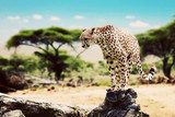 A cheetah about to attack. Safari in Serengeti, Tanzania, Africa  Afryka Fototapeta