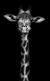 Żyrafa w monochromatycznej odsłonie Afryka Fototapeta