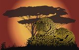 Two leopards  Afryka Fototapeta